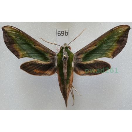 Pergesa acteus (Cramer, 1779) ex. ovo Thailand 64mm69b